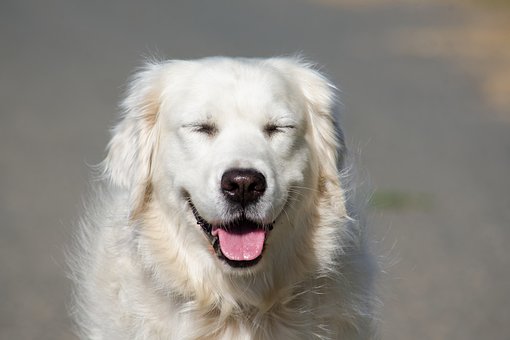 Perro Perdiguero De Oro