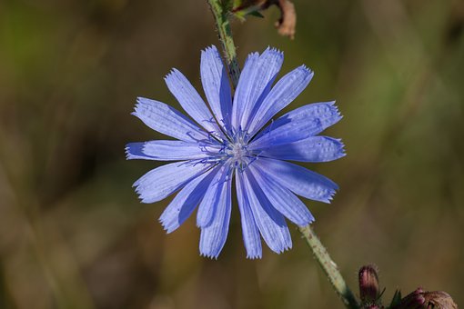 Planta, Flor, Naturaleza, Macro, Cerrar