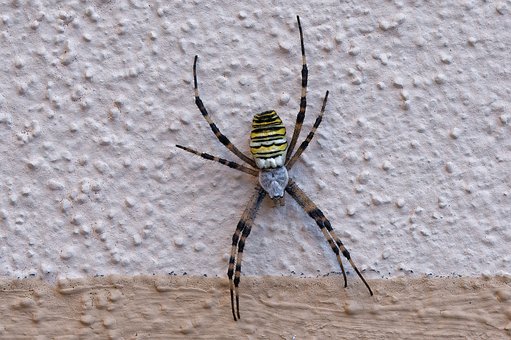 Araña Avispa, Araña, Insecto, Macro
