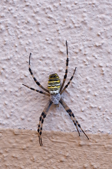 Araña Avispa, Araña, Insecto, Macro