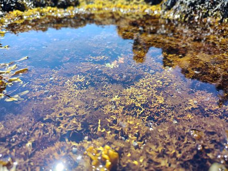 Free Tidal Pool photo and picture