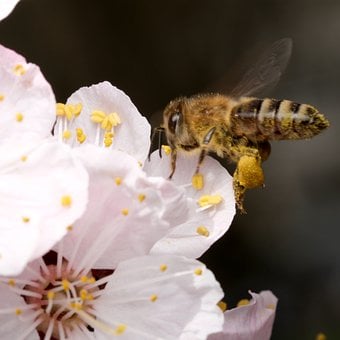 Honeybee, Blossoms, Springtime, Nectar