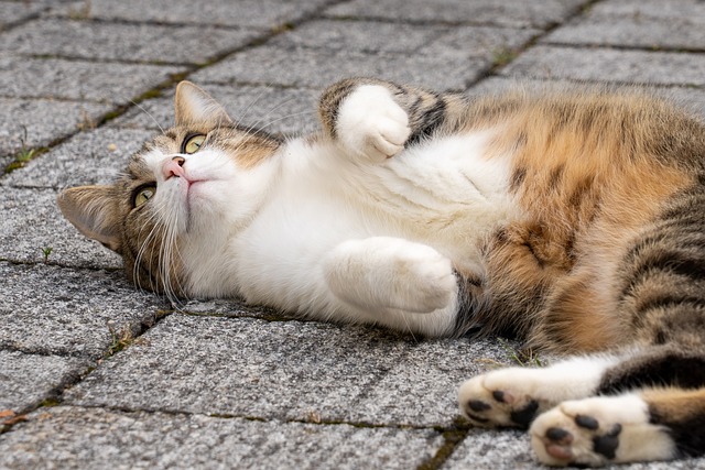Free Cat Kitty photo and picture