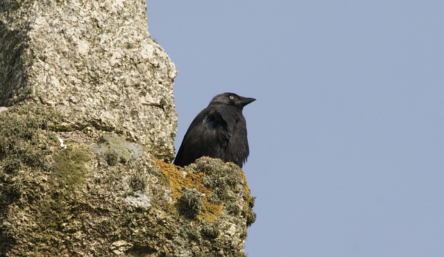 Free Crow Bird photo and picture