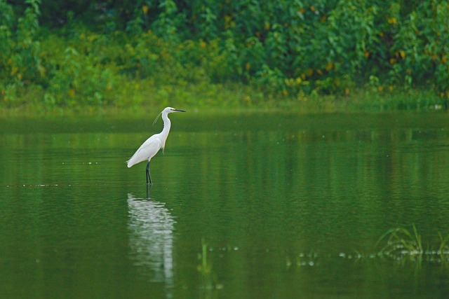Free Egret White Bird photo and picture