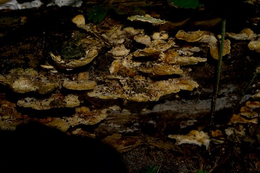 Free Mushroom Forest photo and picture
