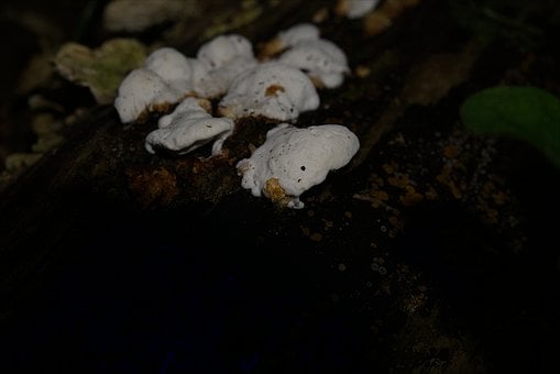 Free Mushroom Forest photo and picture