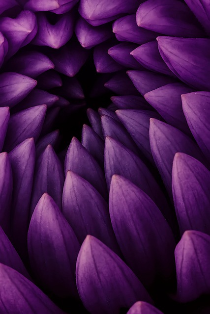 Natur, Bloom, Blomstre, Anlegg, Vår