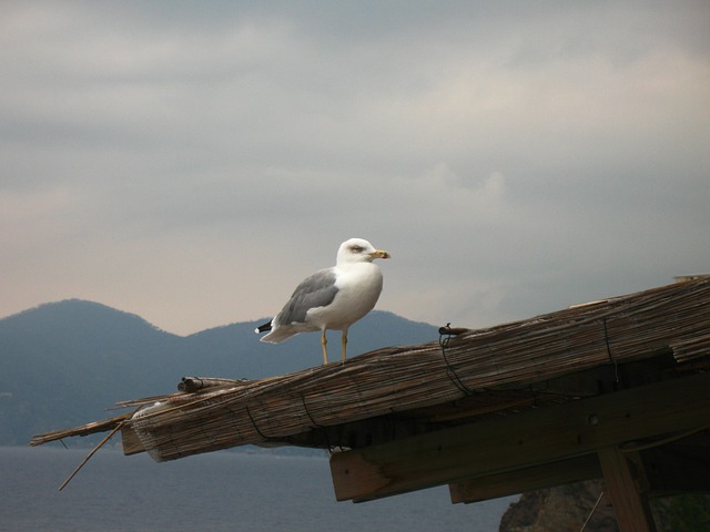 Príroda, Krajina, Taliansko, Liguria