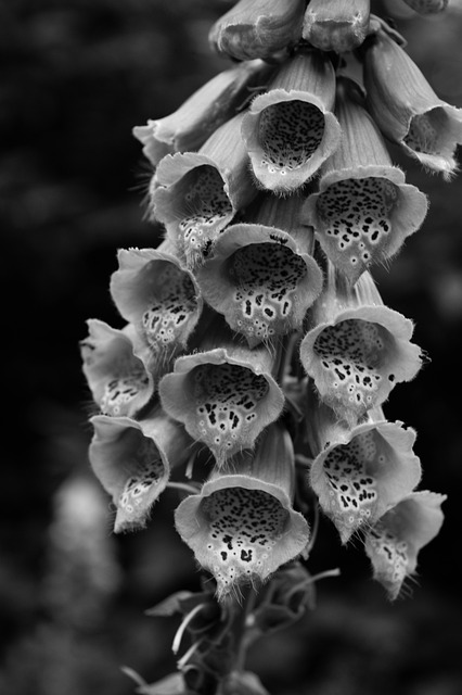 Fotografering, Natur, Blomster, Monokrom