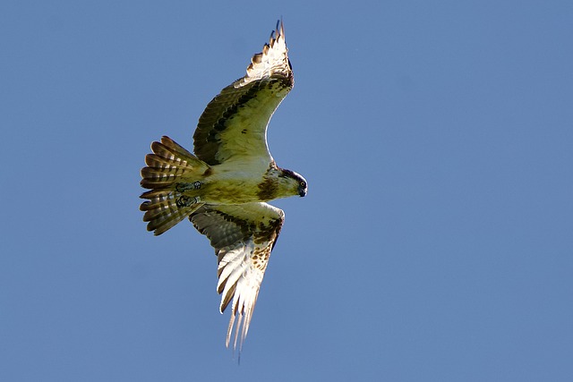 Free Osprey Bird photo and picture