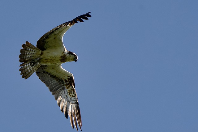 Free Osprey Bird photo and picture