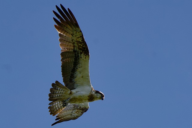 Free Osprey Nature photo and picture