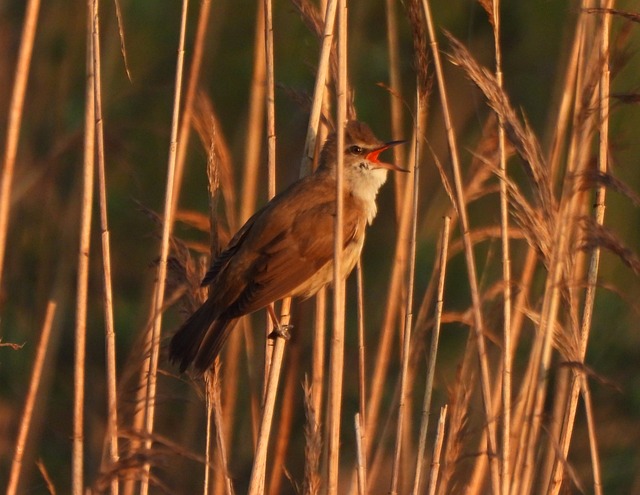 Free Reed Warbler Bird photo and picture
