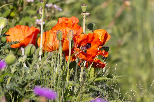 Free Flower Garden photo and picture