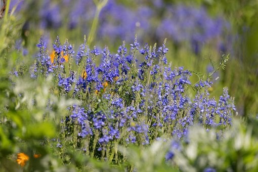 Free Flower Garden photo and picture