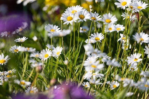 Free Flower Garden photo and picture