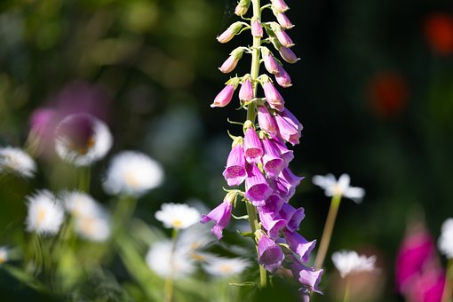 Free Flower Garden photo and picture