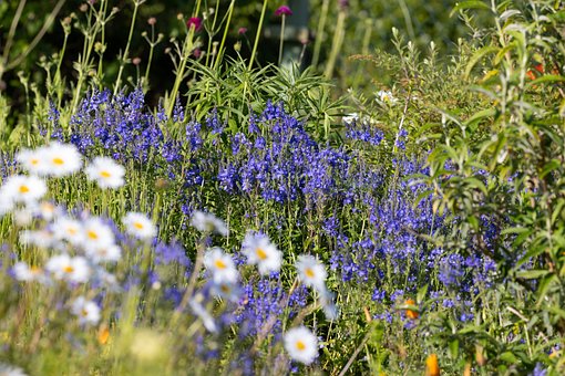 Free Flower Garden photo and picture
