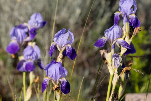 Free Flower Garden photo and picture