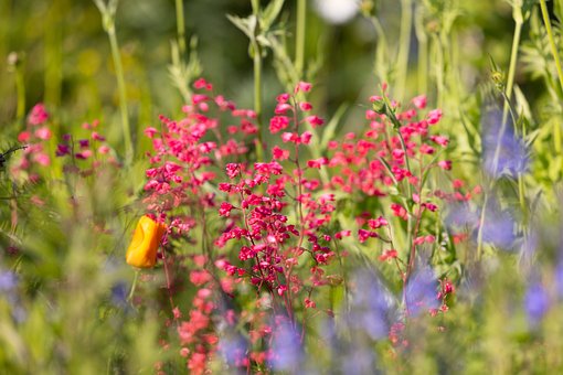 Free Flower Garden photo and picture