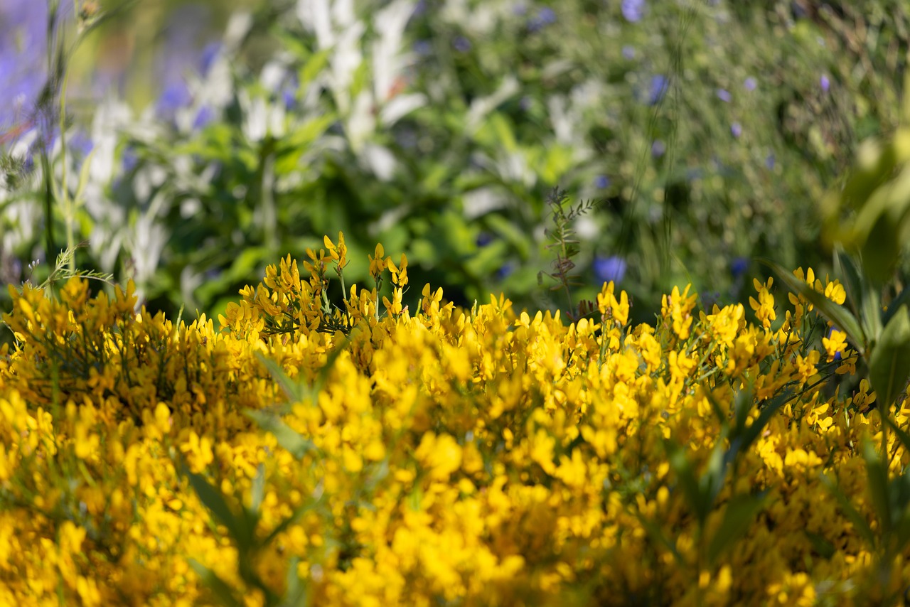 Download free HD stock image of Flower Garden Free Flower Garden photo and picture