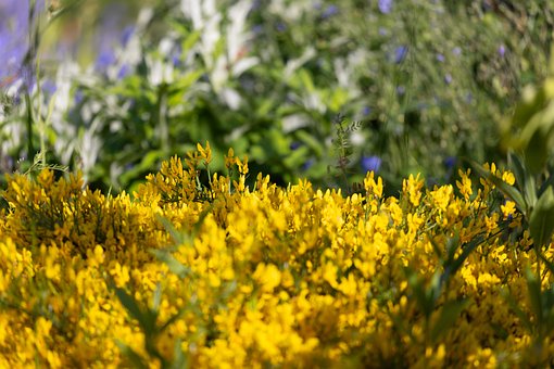 Free Flower Garden photo and picture