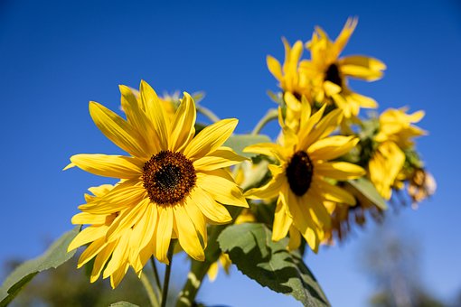 Free Flower Garden photo and picture