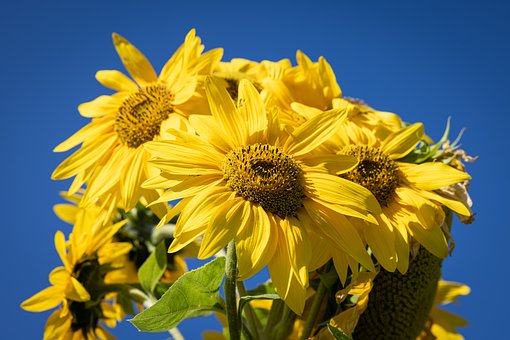 Free Flower Garden photo and picture