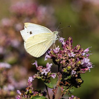 Free Gonepteryx Rhamni Butterfly photo and picture
