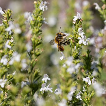 Free Nature Garden photo and picture