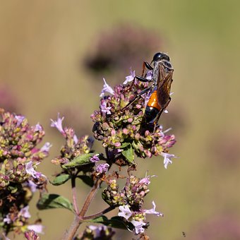 Free Animals Nature photo and picture