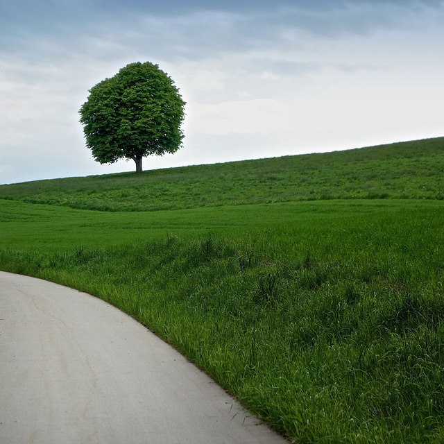 Free Tree Nature photo and picture