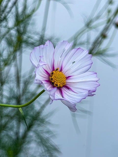 Free Flower Bloom photo and picture