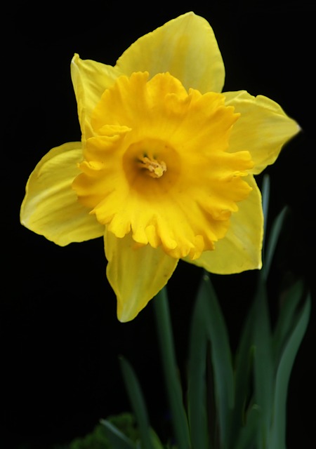 Blomst, Gul, Påskelilje, Have, Forår