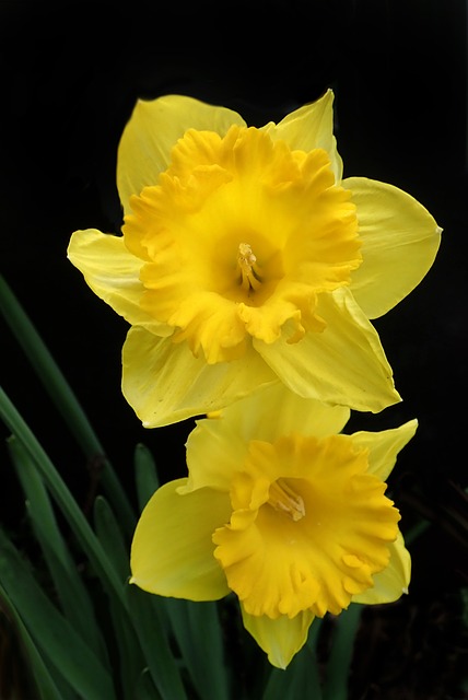 Påskeliljer, Gul, Blomster, Forår, Pærer