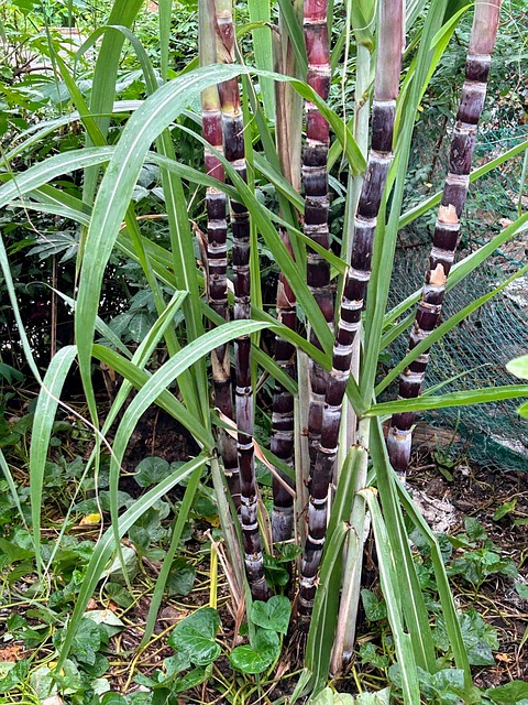 Free Sugarcane Street photo and picture
