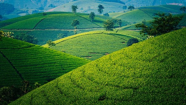 Té, Verde, Cerro, Montaña, Árbol, Vista