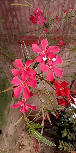 Free Pink Nature photo and picture