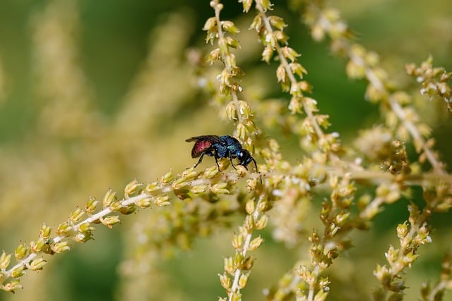 Nature Insect Fly - Free photo on Pixabay