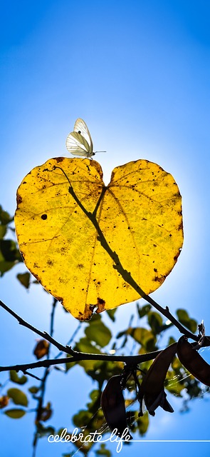 Motivatie, Vlinder, Natuur, Inspiratie