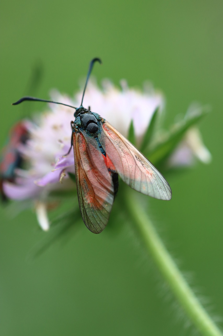 Burney Insect Burnet Moth Insect - Free photo on Pixabay