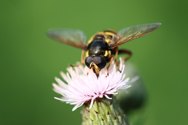 Vol Stationnaire Insecte Nature - Photo gratuite sur Pixabay