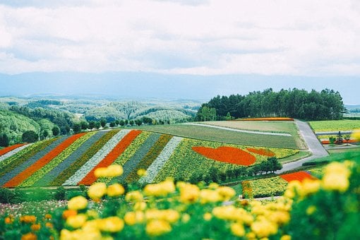 Sapporo, Japan, Hokkaido, Natur, Garten