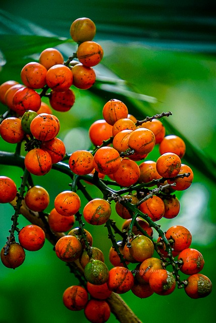 Free Nature Tree photo and picture