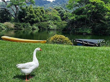 Free Duck Green photo and picture