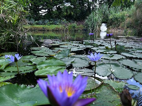 Free Nature Calm photo and picture