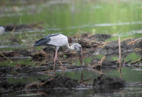 Free Asian Openbill Stork Stork photo and picture