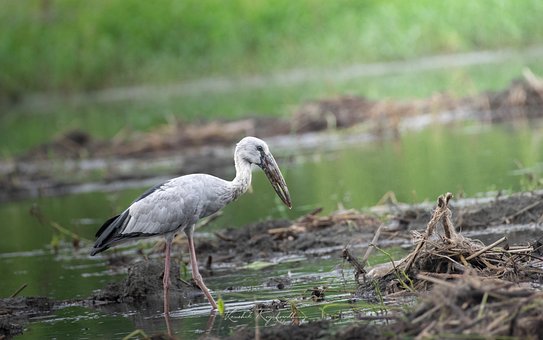 Free Asian Openbill Stork Stork photo and picture