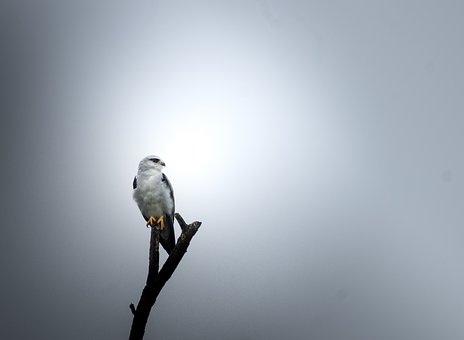 Free Black Wing Kite Nature photo and picture